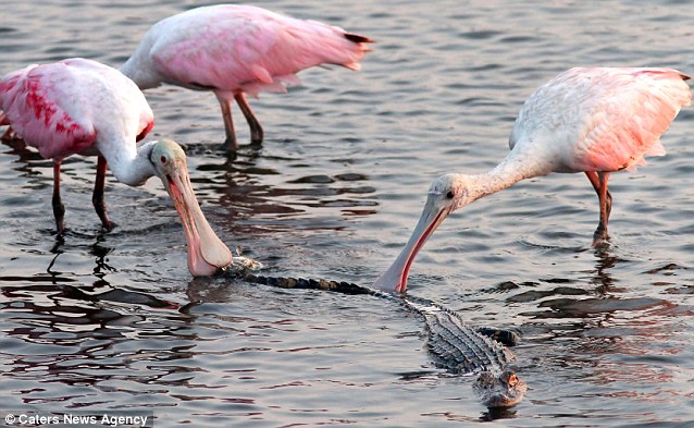 ������԰���ִ�����ʳ�������