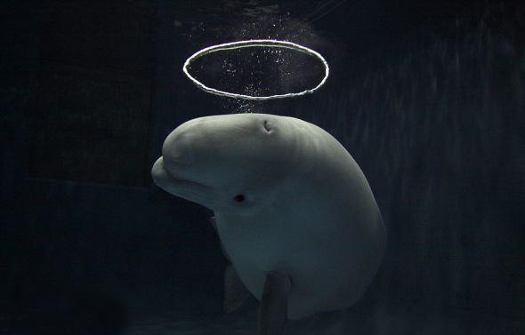 �ɰ���С�׾�ˮ�´������������֣�ͼ��